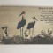 COPII in cuib de BERZE, carte postala circulata in anul 1901 Budapesta - Arad