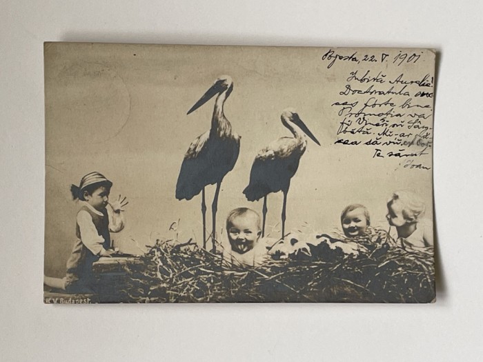 COPII in cuib de BERZE, carte postala circulata in anul 1901 Budapesta - Arad