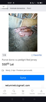 Purcei duroc foto