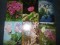 40 CARTI POSTALE FLORI - 5