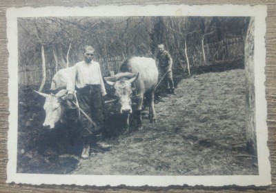 Copii la arat cu boi// fotografie foto