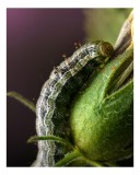 Tablou Canvas, "Omida explor&acirc;nd mugurii verzi ai florii", Verde, Textură, Larvă, Plantă, Detaliu, Natură, Firisos, Natură, Minunat, Gros-Plan, 26 x 39