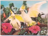 Bnk cp Carte postala 3D - Papagali - Japonia Wonder Co SSP-326, Necirculata, Printata